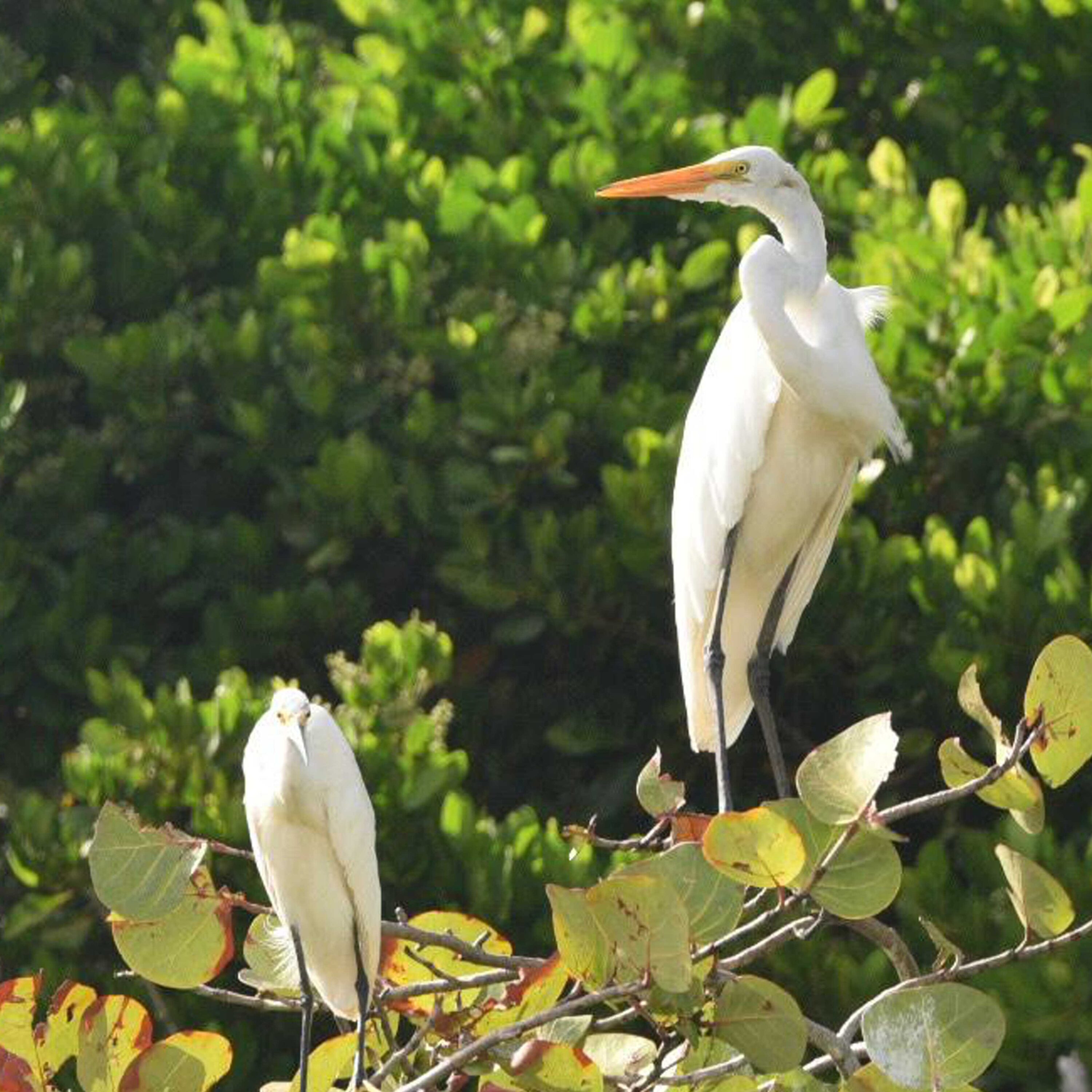 Birds of St Maarten Identification Card
